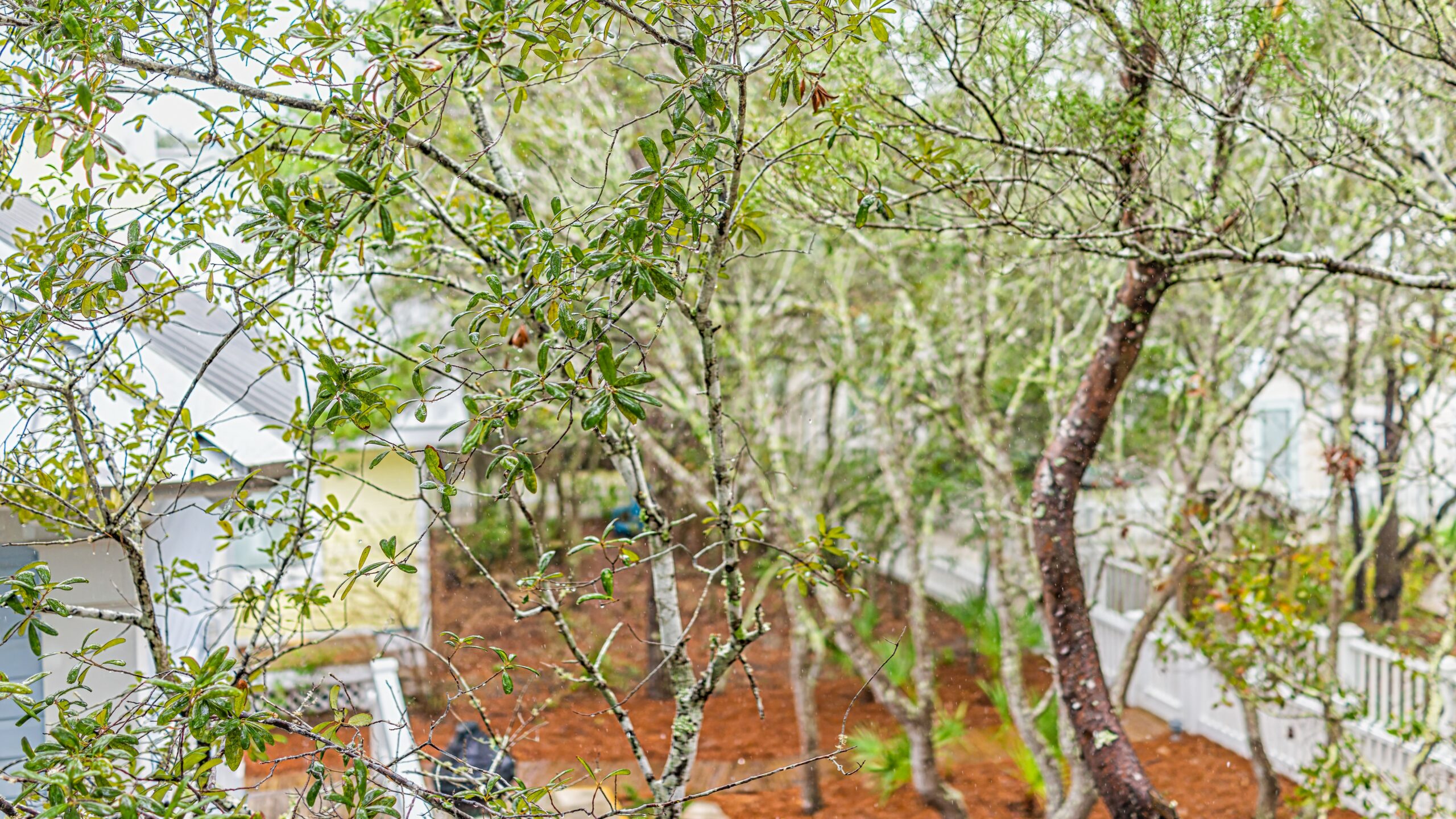 Raining weather with rain drops falling in Seaside, Florida with view from house home building terrace patio or balcony with Quercus geminata Sand Live Oak