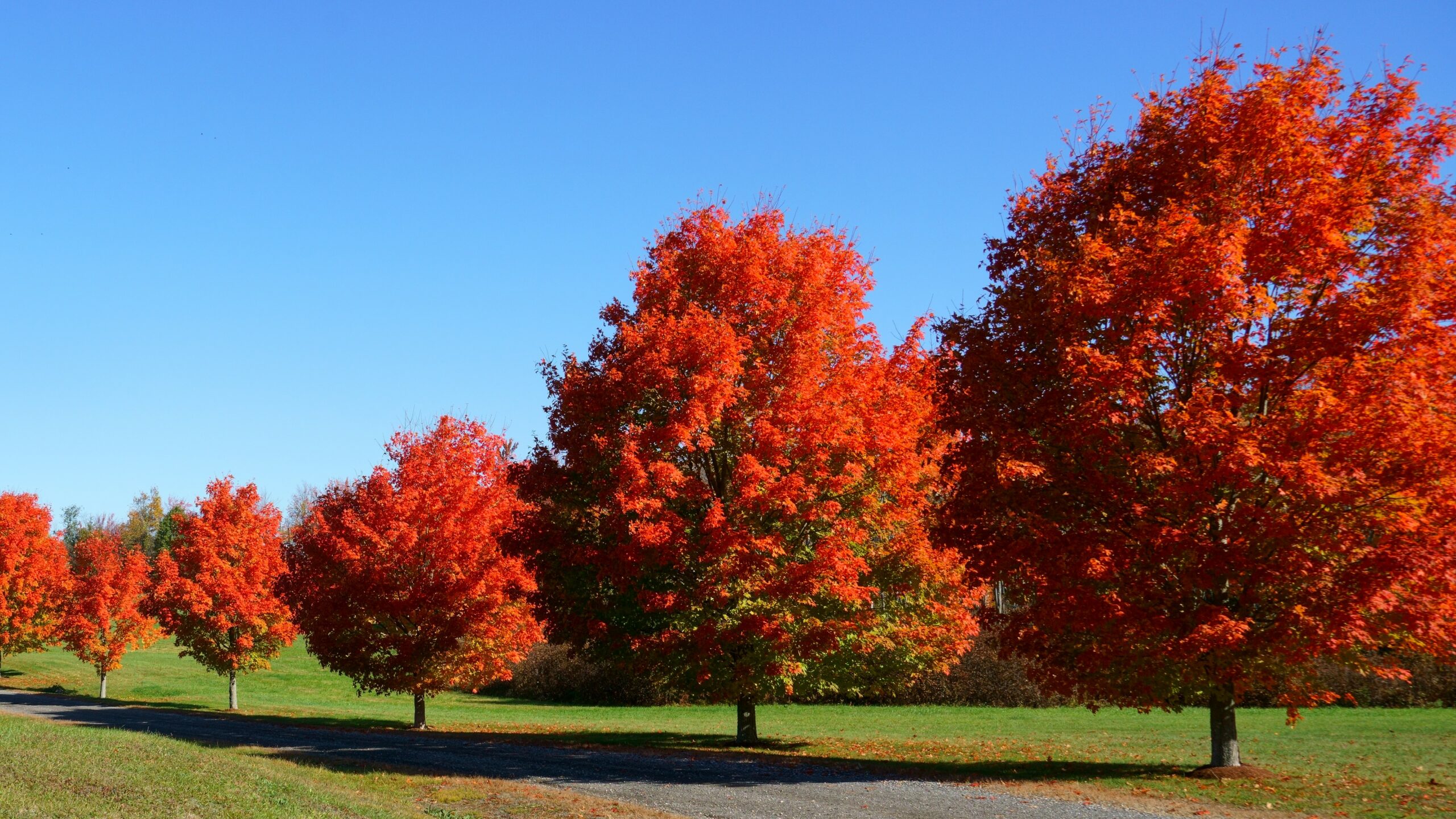 red maple trees in a row along the driveway