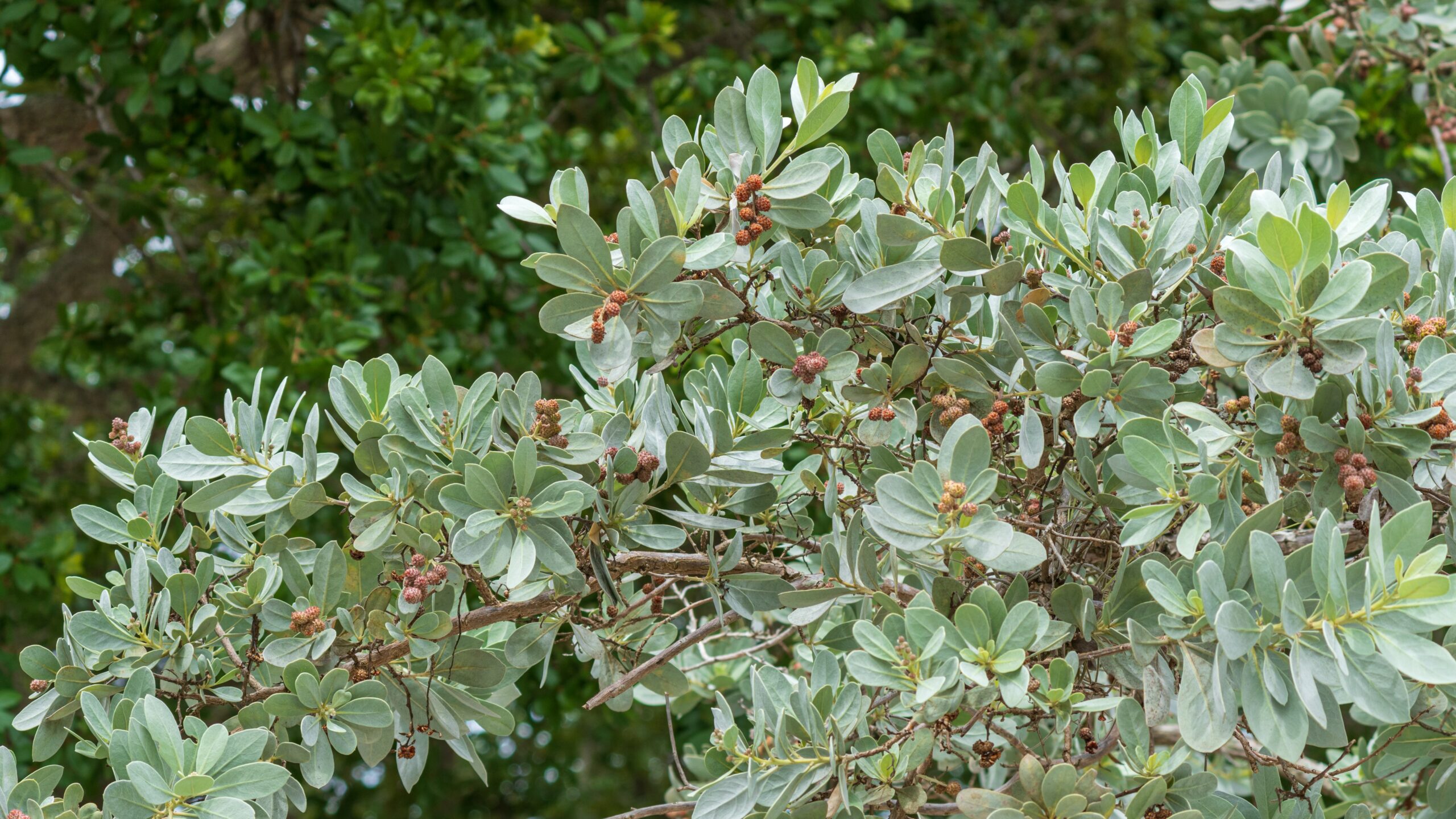 Silver buttonwood tree (Conocarpus erectus var. sericeus) - Hollywood, Florida, USA