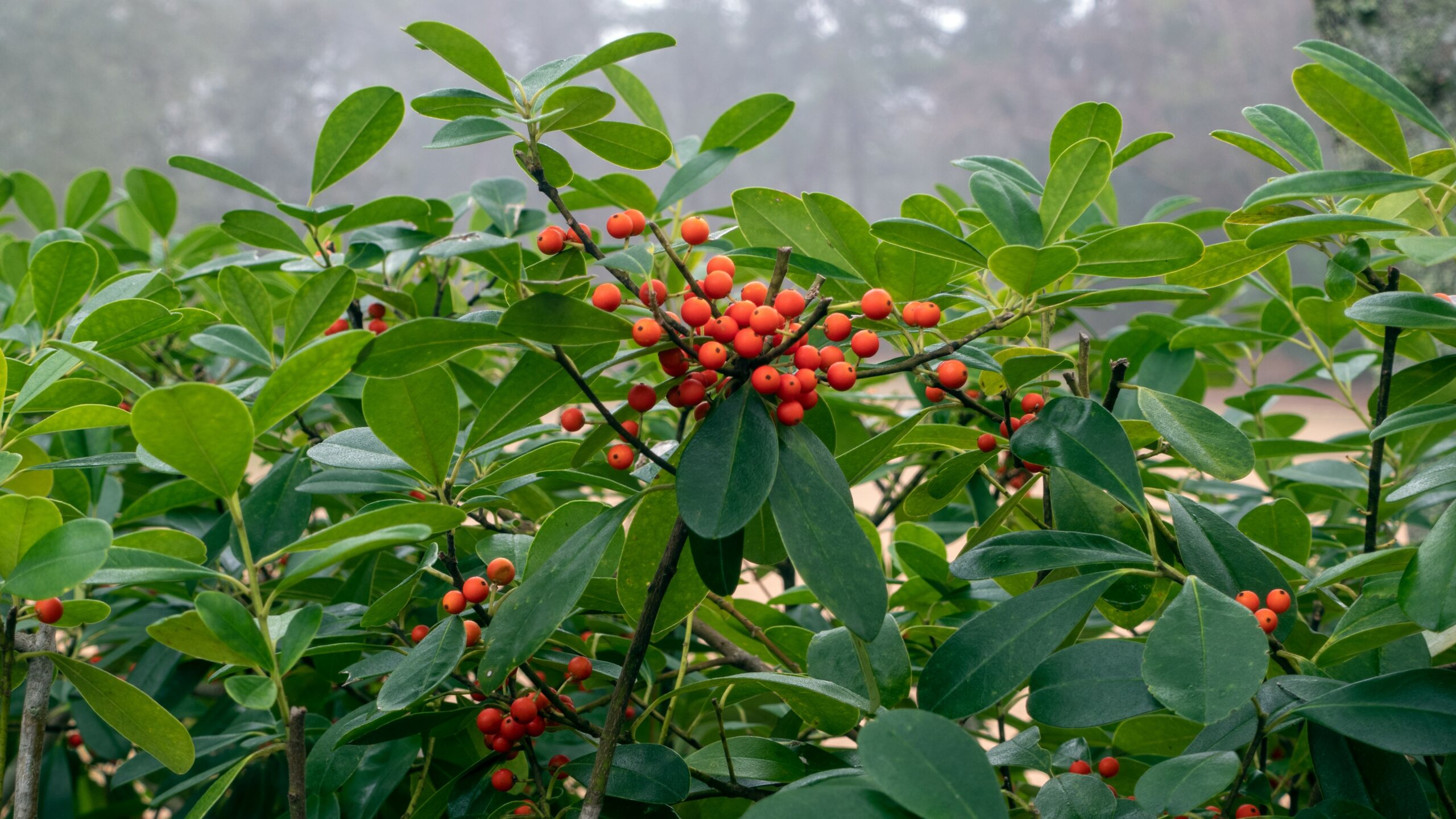 Close-up shot of orange holly berries on a bush in a forest covered by dense fog