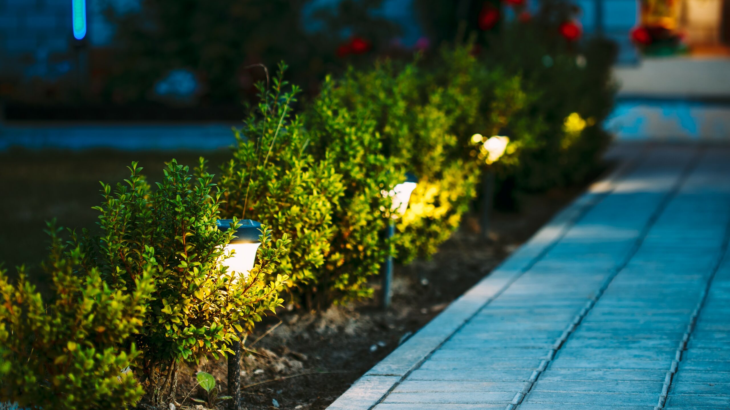 Flower bed illuminated by lights