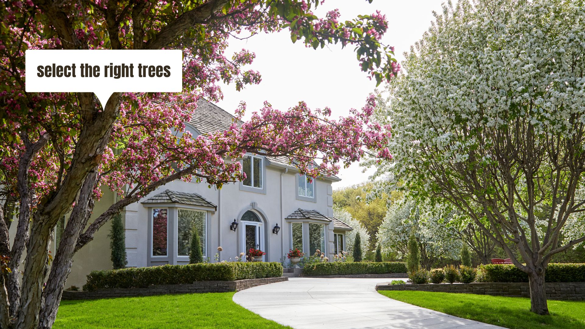 Trees for curb appeal enhancement